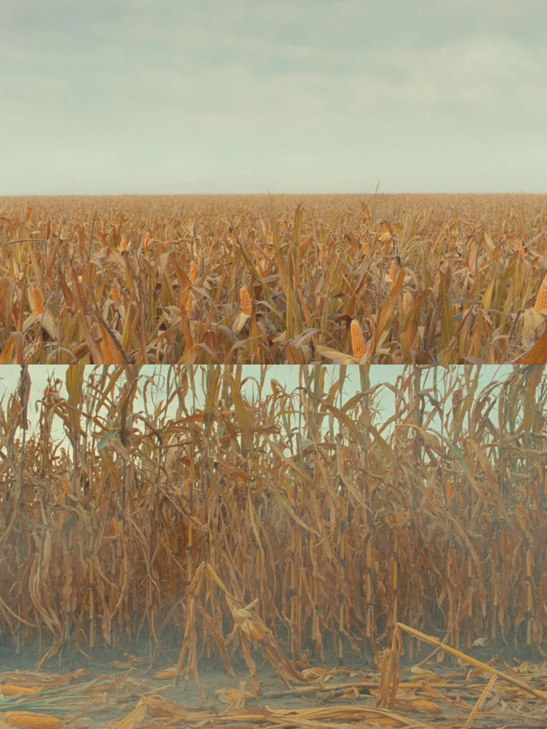 色彩构图惊艳，一部适合强迫症的电影...