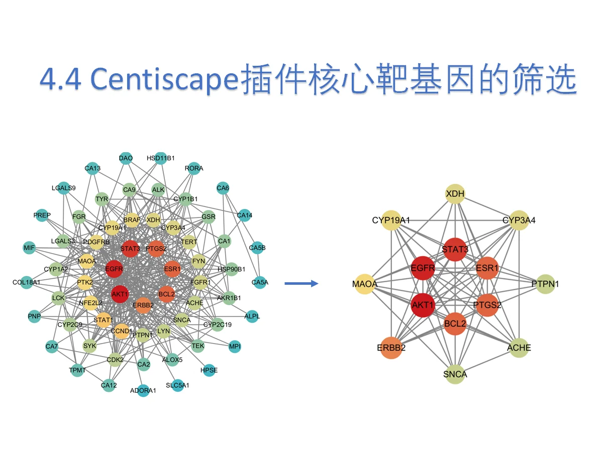 4.4Centiscape插件核心靶基因的筛选
