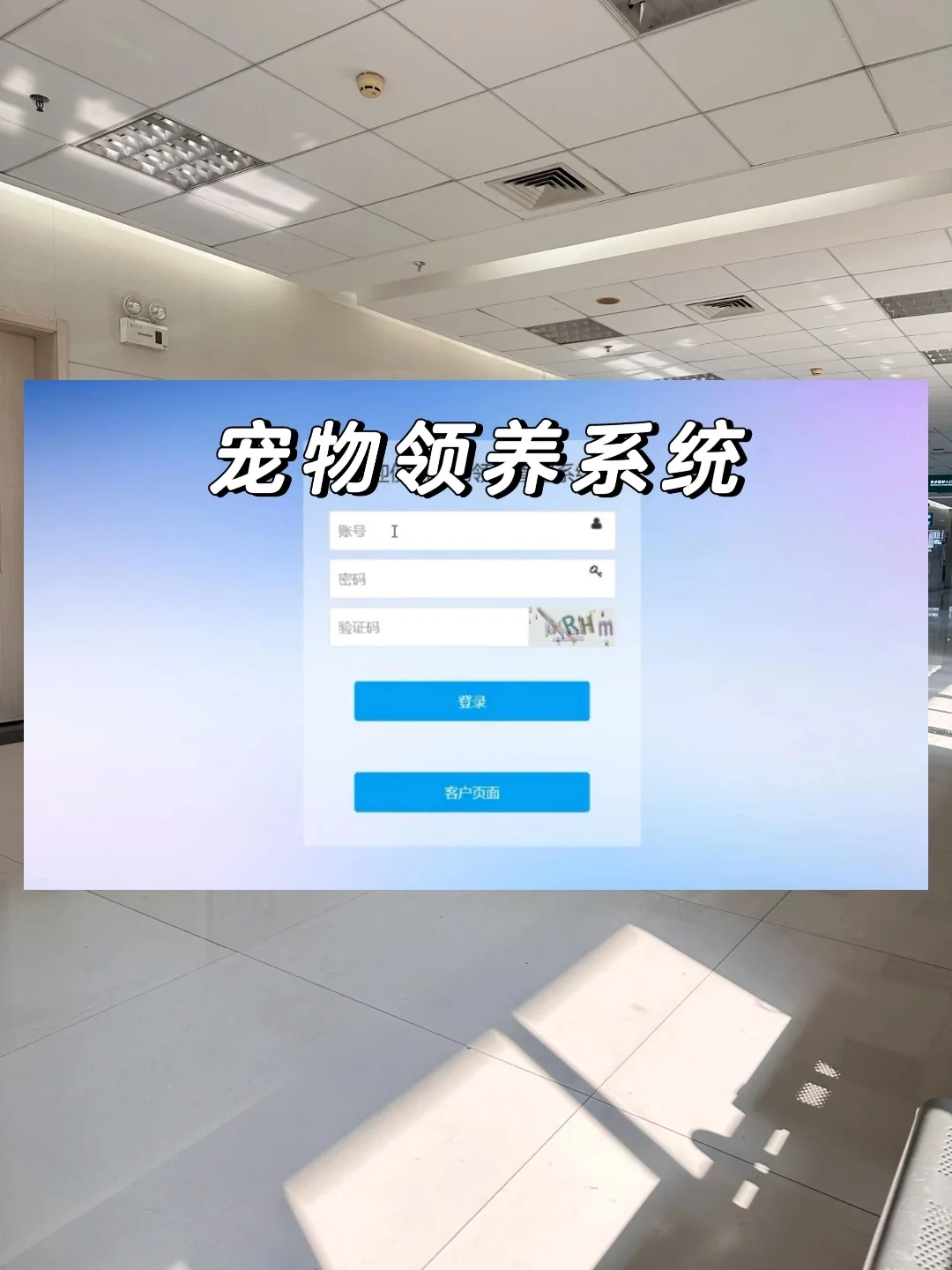 宠物领养系统（源码+课件），允许白嫖！