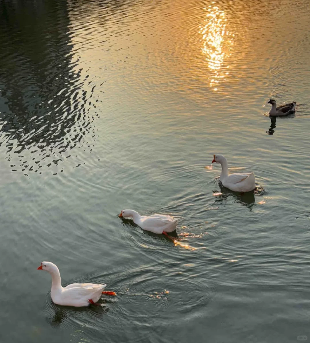 脑雾后推荐几个认知训练的app