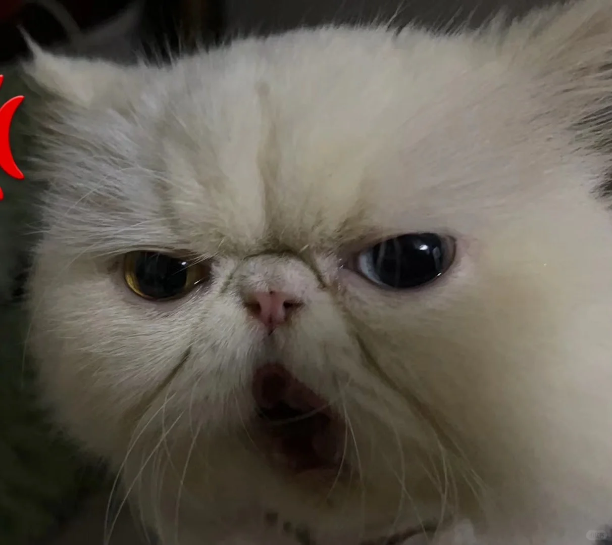 啊？还有人要独立站源码啊？