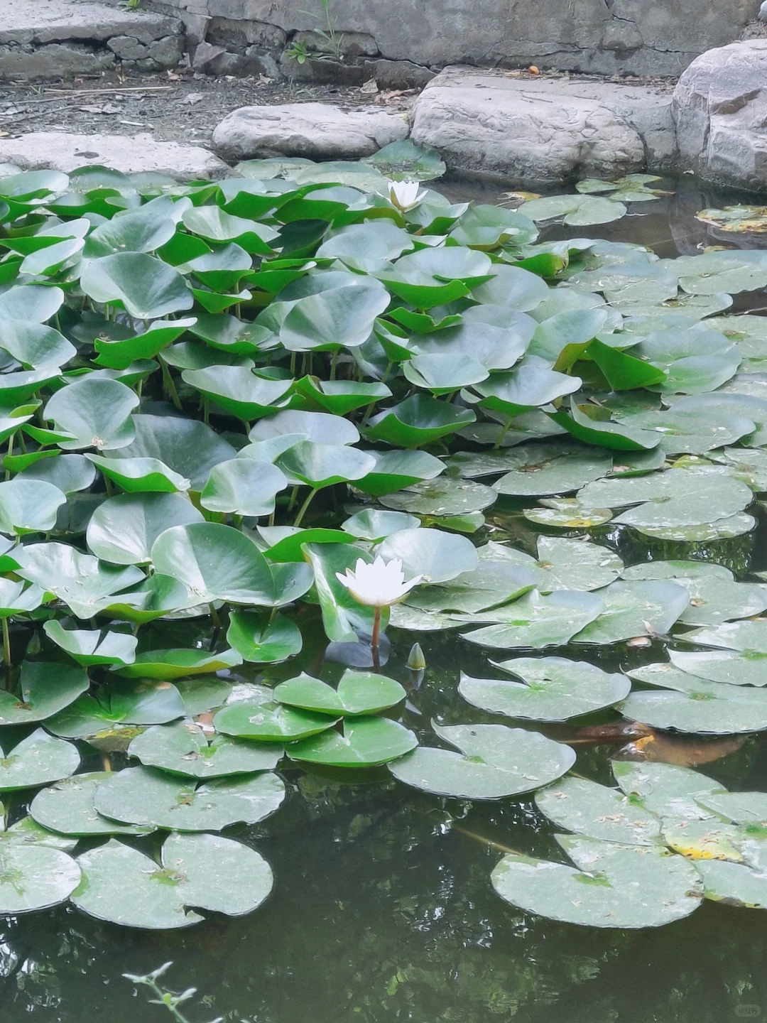 有无心理咨询师