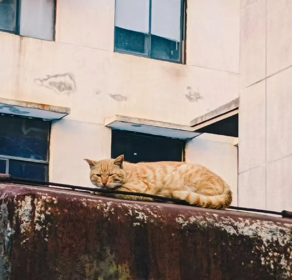 用过FIMO📷的人嘴可真严啊！