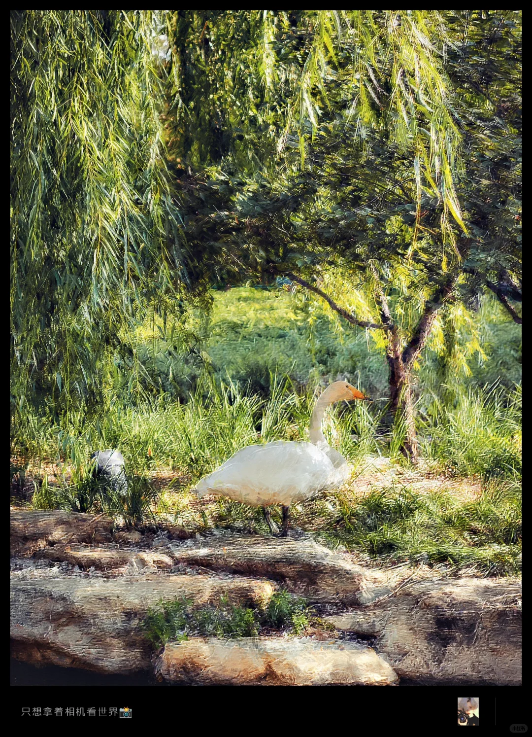 把照片变成油画风｜PS插件使用教程🎨