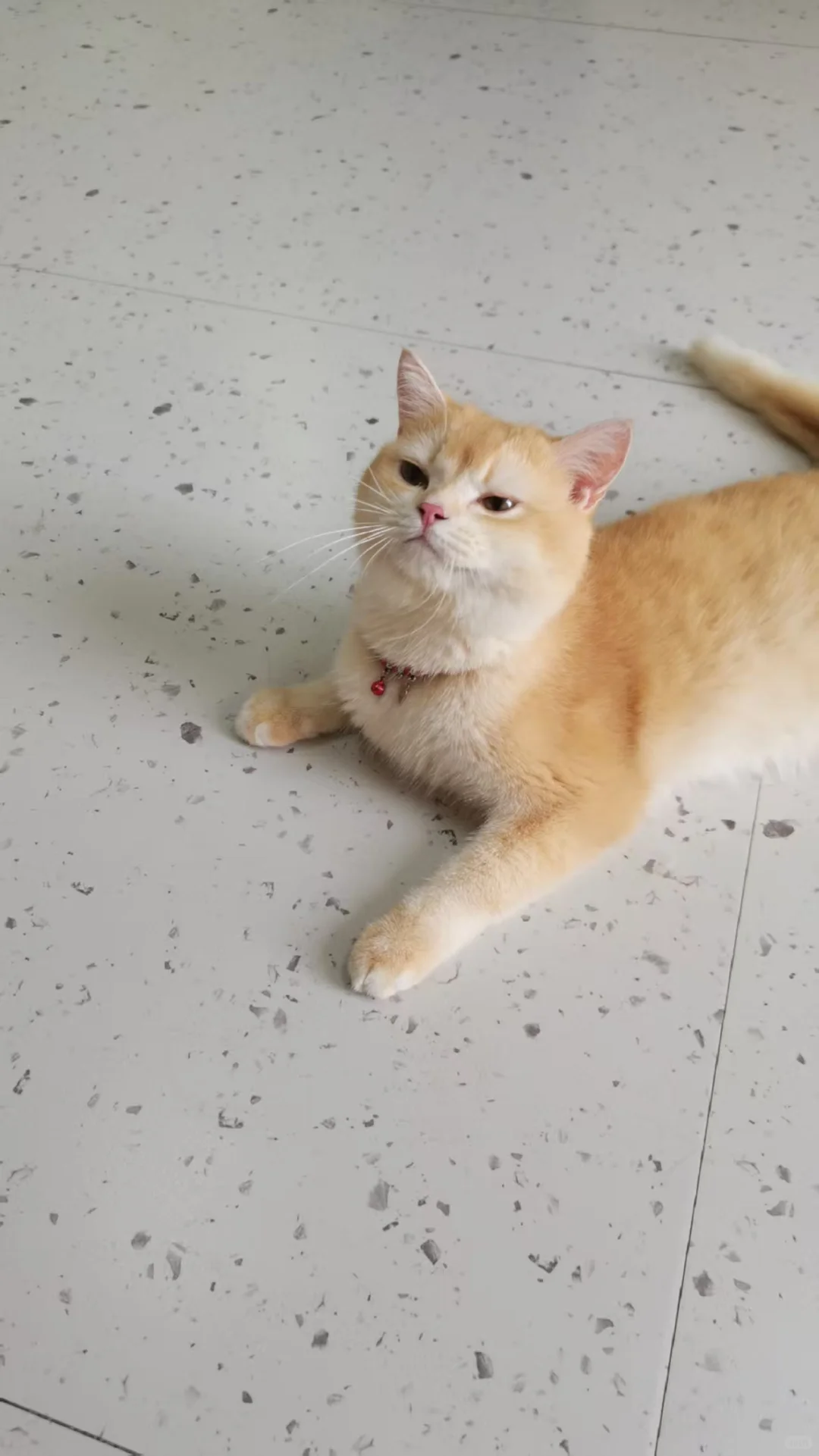 万能的小红书啊，请赐我一个技术大神吧！✨