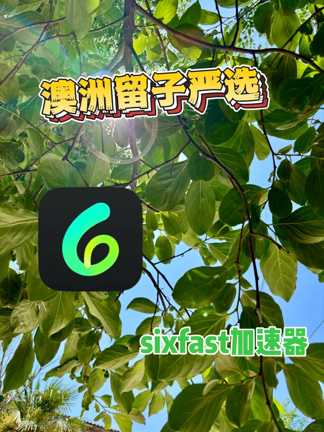 澳洲留子真的不能没有它！！