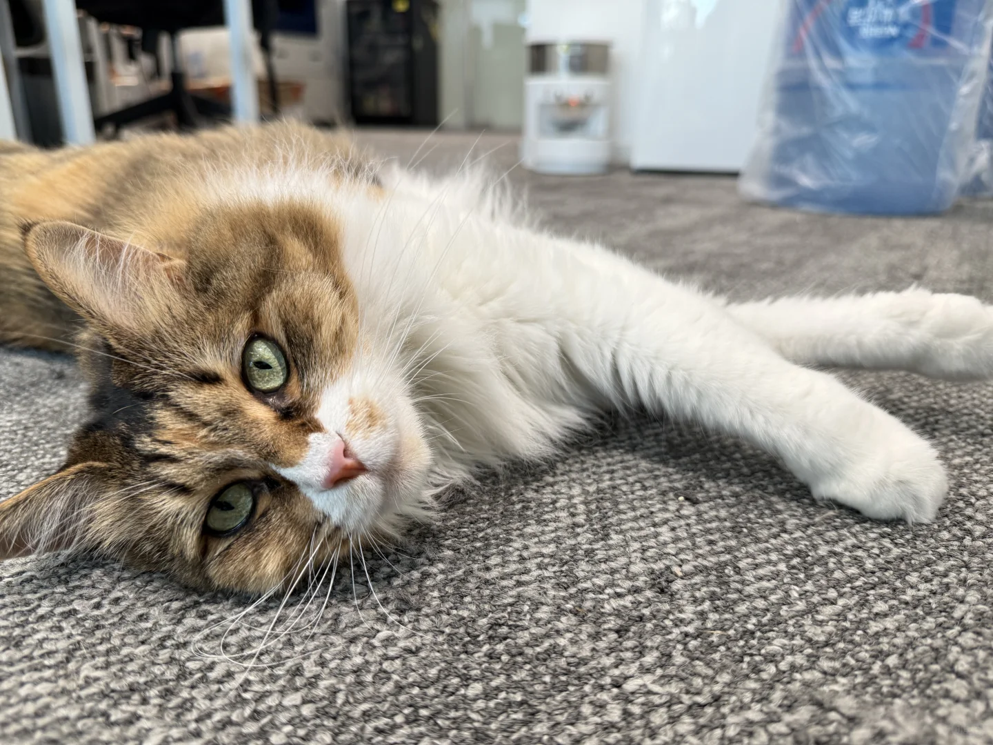 给自己招一个咨询项目的实习生