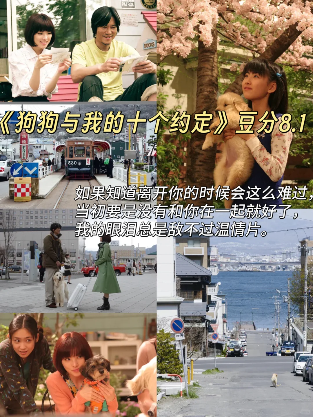 拯救不开心！🎬7部超治愈猫狗电影清单请收好