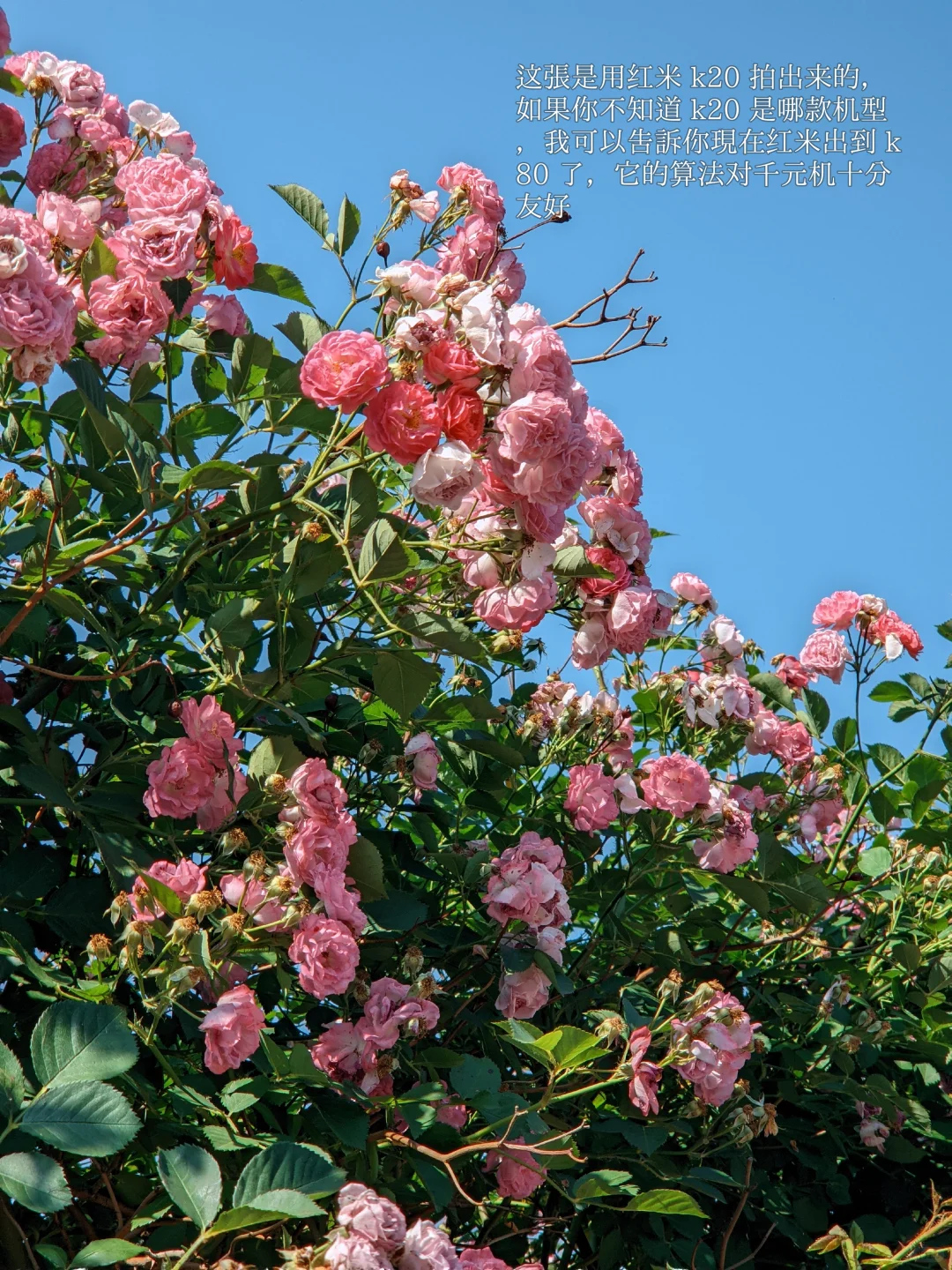 安卓机的「贵替」DAZZ，千元机也能拍出来！