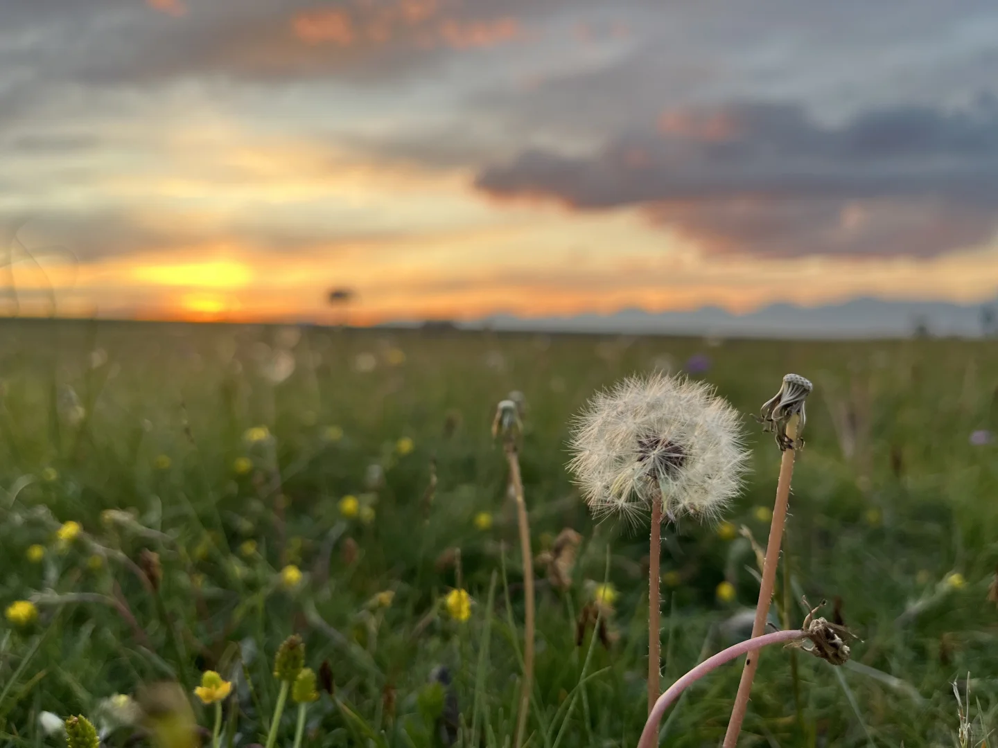 招募代理-心理咨询练习软件