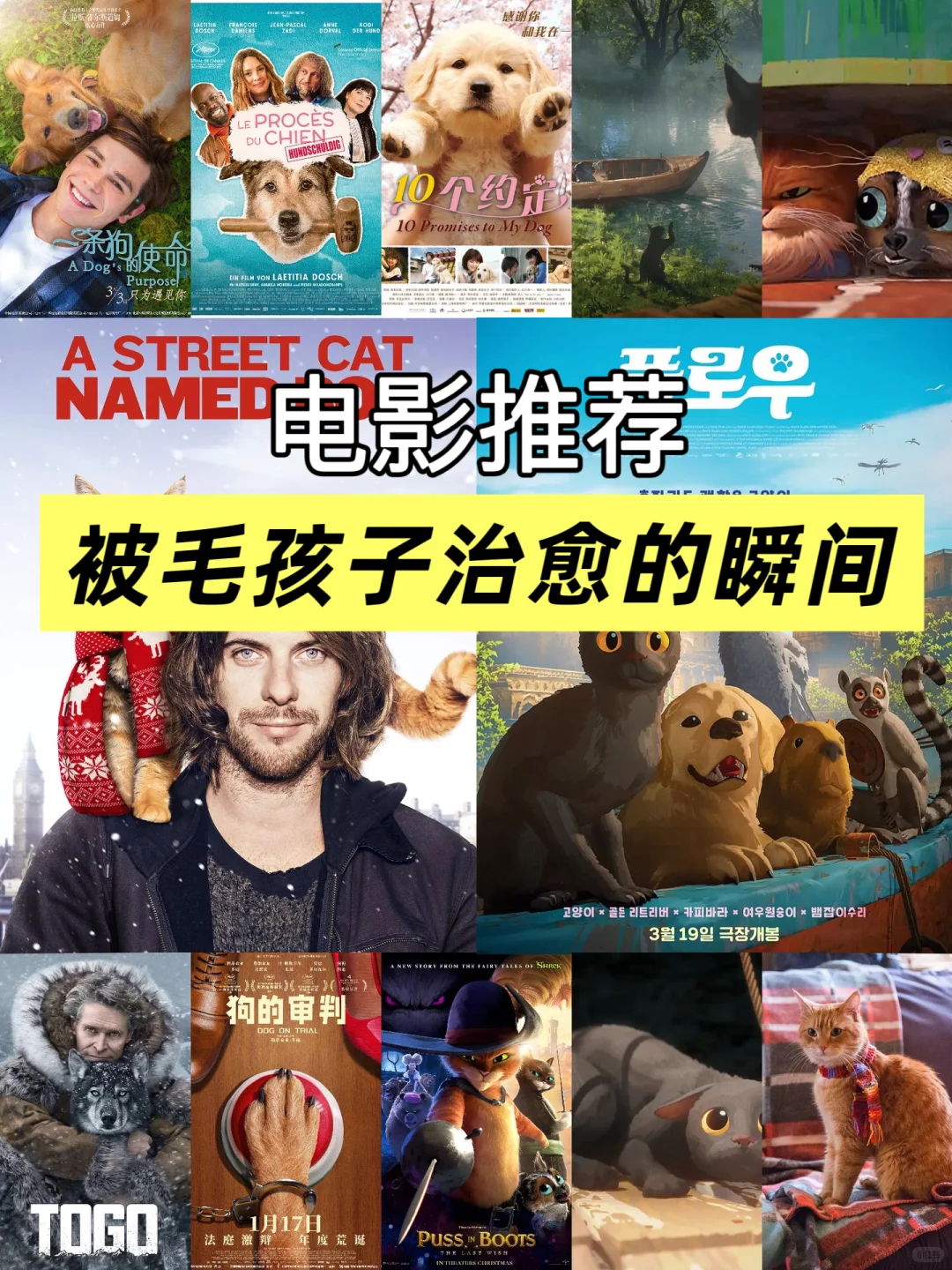 拯救不开心！🎬7部超治愈猫狗电影清单请收好