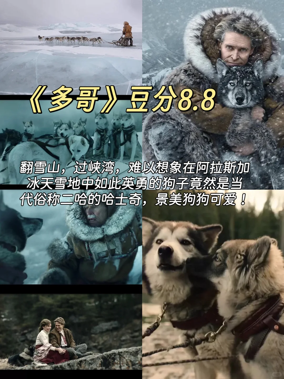 拯救不开心！🎬7部超治愈猫狗电影清单请收好