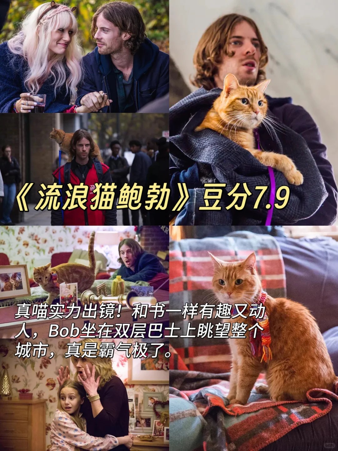 拯救不开心！🎬7部超治愈猫狗电影清单请收好