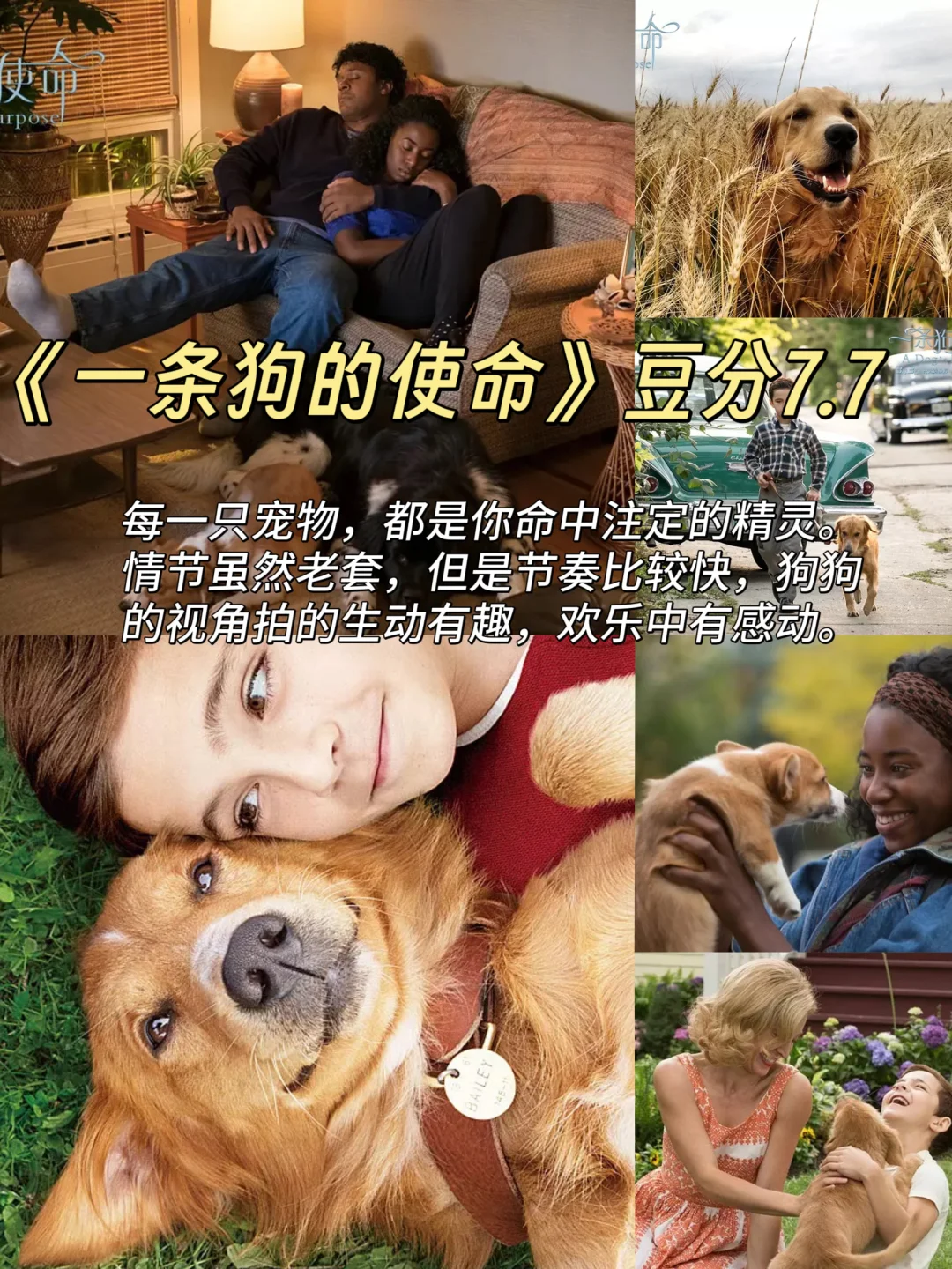 拯救不开心！🎬7部超治愈猫狗电影清单请收好