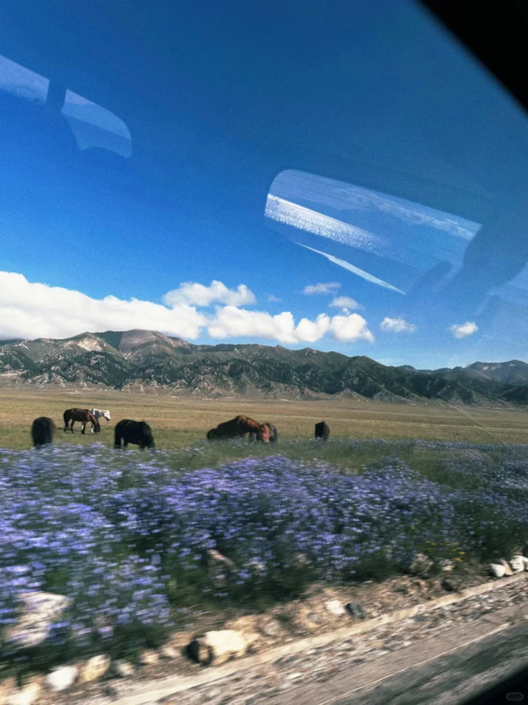 蹲到了！安卓手机📱自己的dazz！！