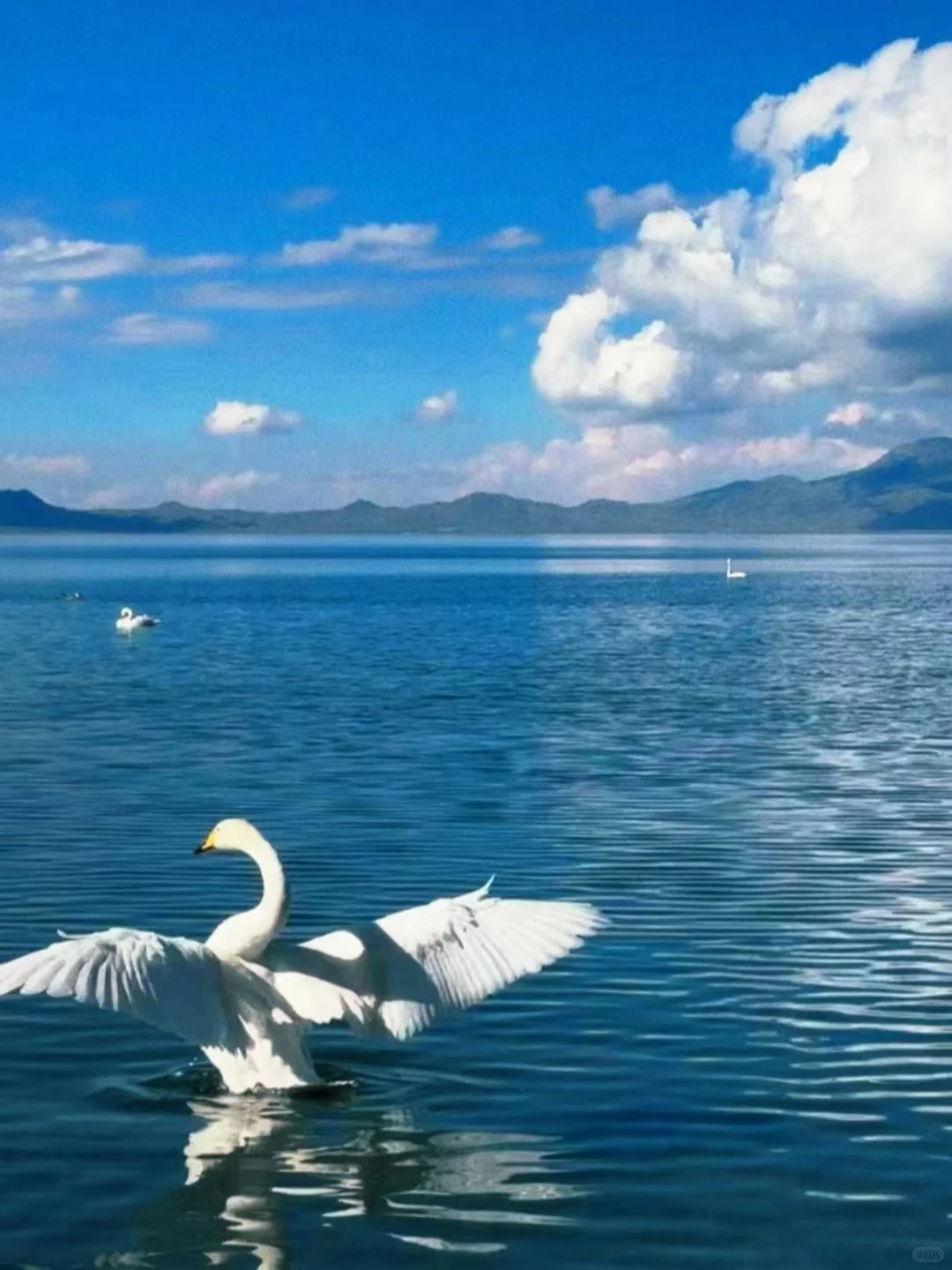 蹲到了！安卓手机📱自己的dazz！！