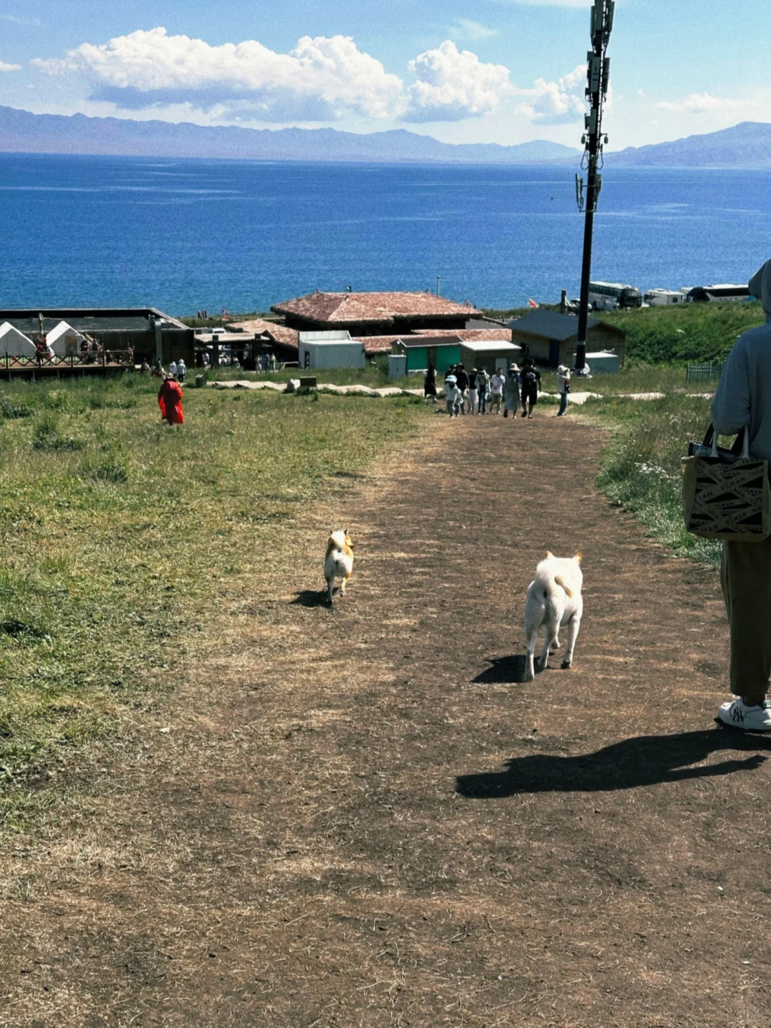蹲到了！安卓手机📱自己的dazz！！