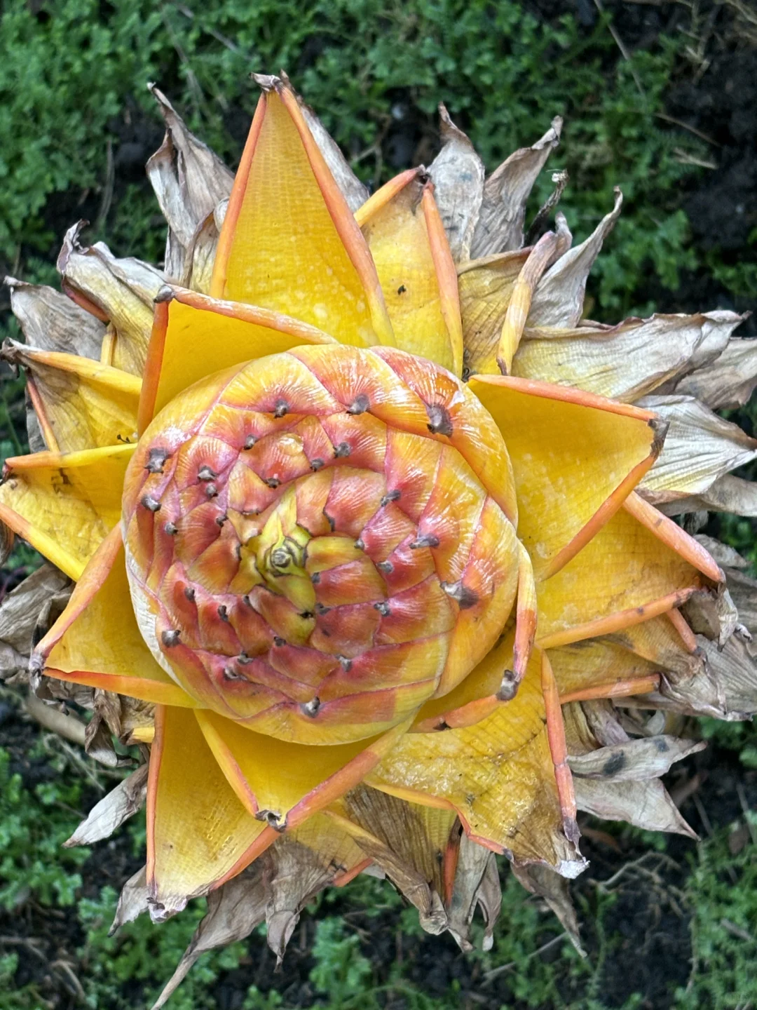 同事问我要源程序