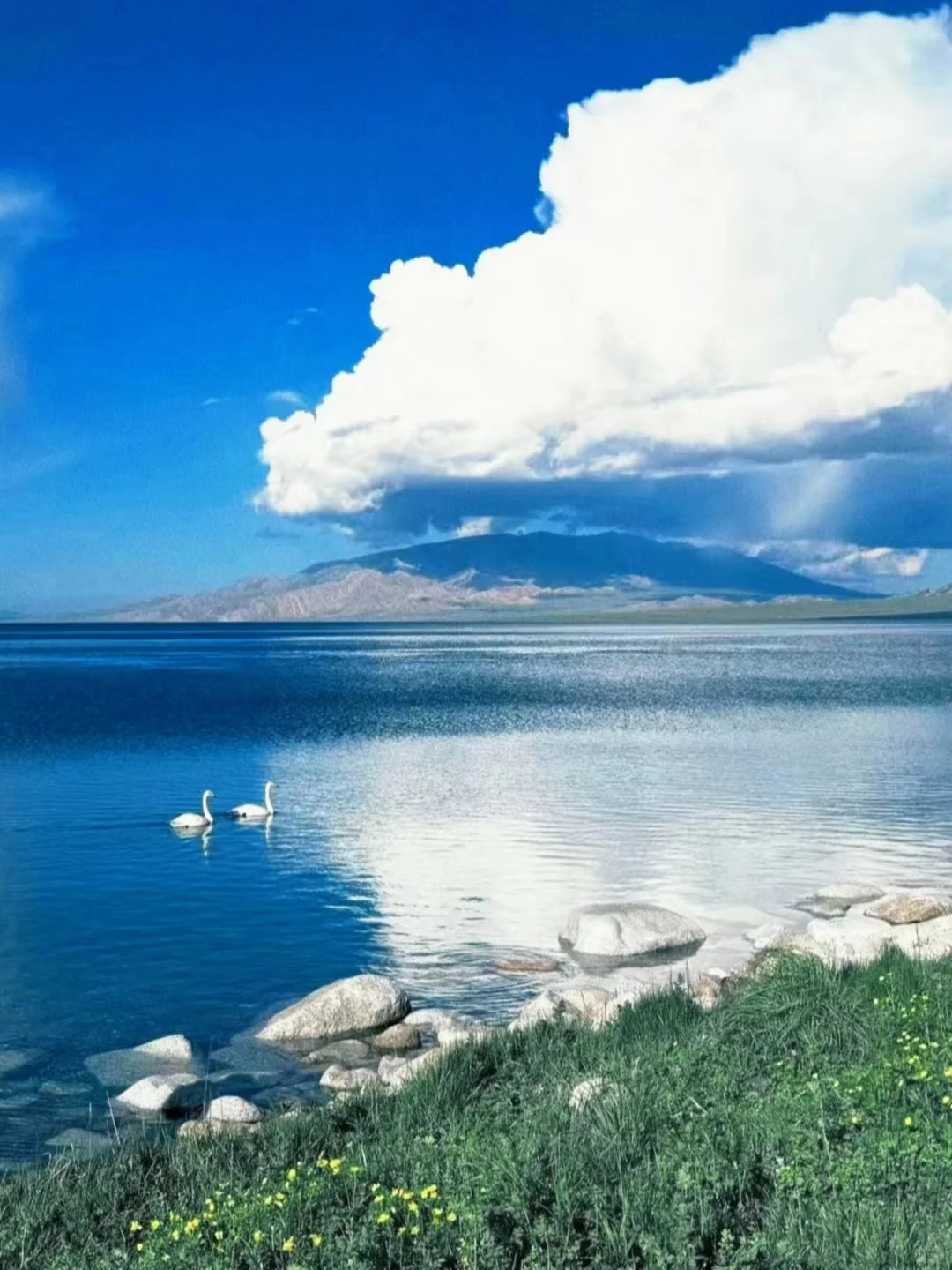 蹲到了！安卓手机📱自己的dazz！！