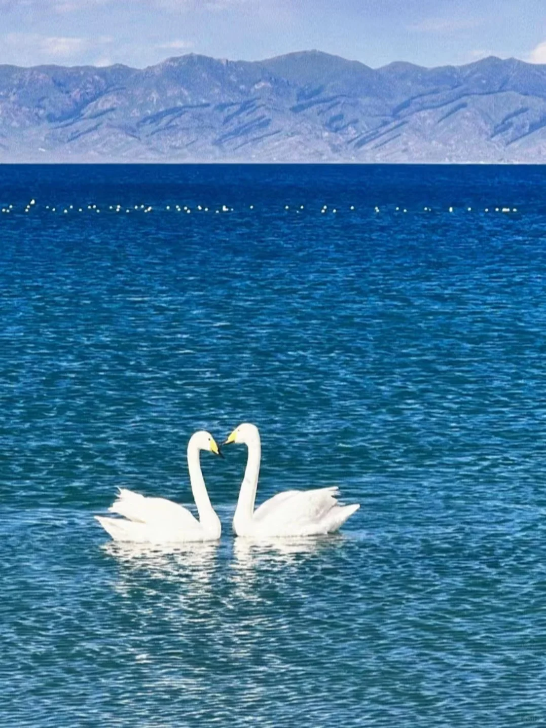 蹲到了！安卓手机📱自己的dazz！！