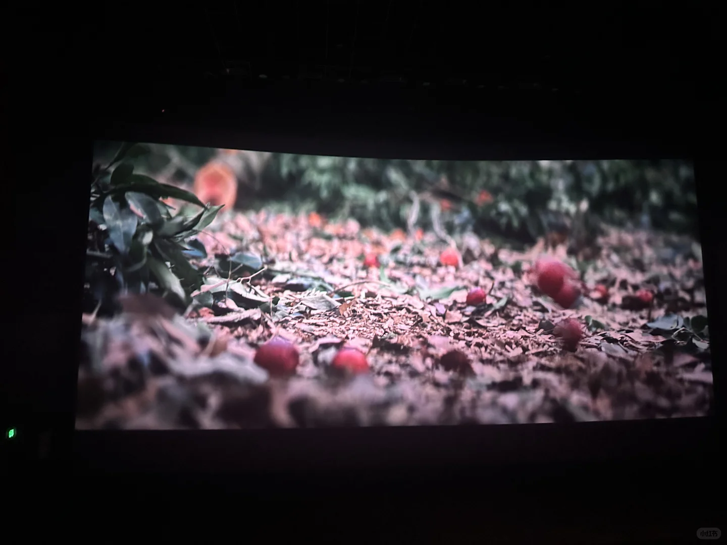 长安的荔枝-一部古代职场真实写照