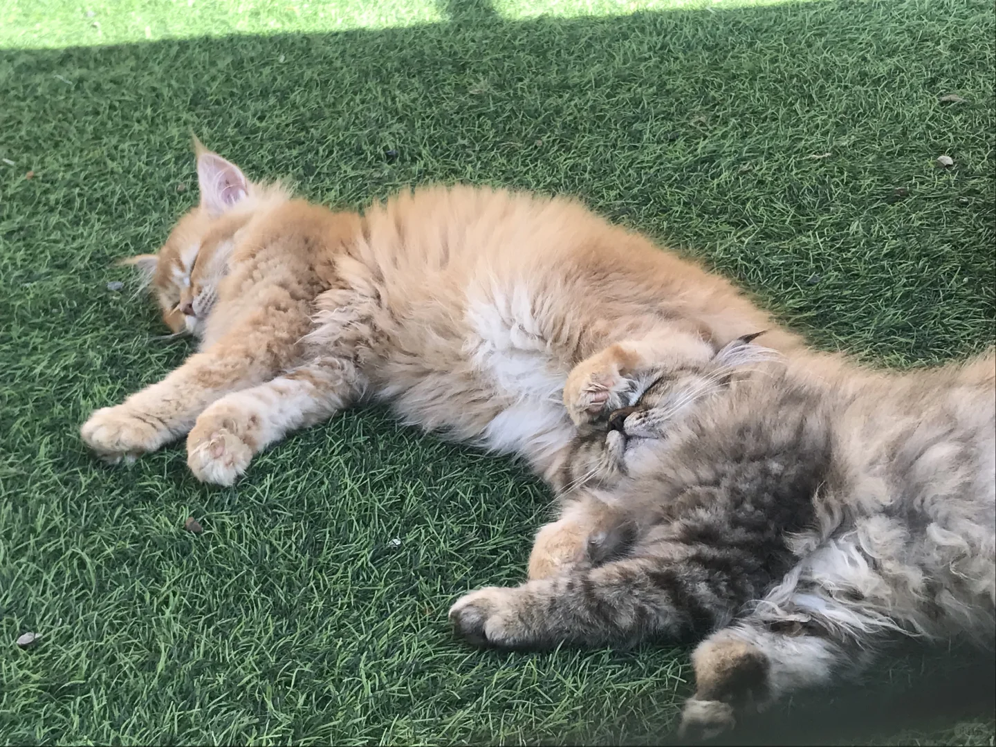 这个app太好用啦