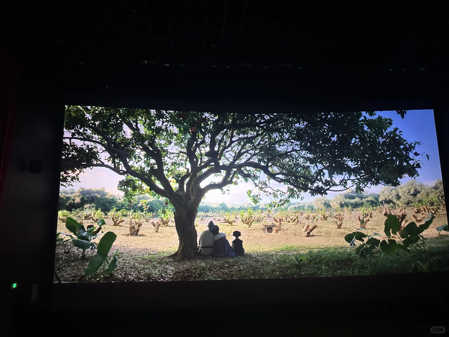 长安的荔枝-一部古代职场真实写照-夜雨聆风