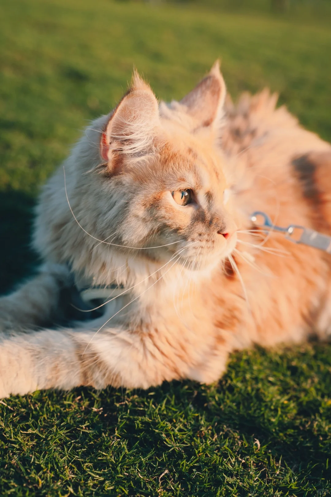 安卓和鸿蒙的dazz终于来了！