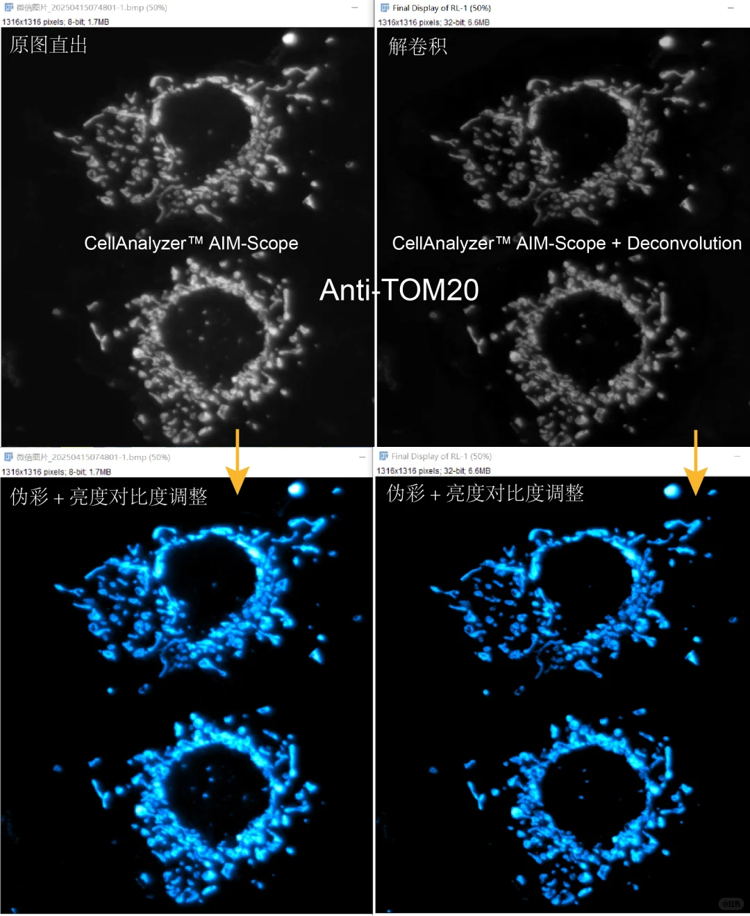 解卷积插件提升线粒体拍摄清晰度效果还不错