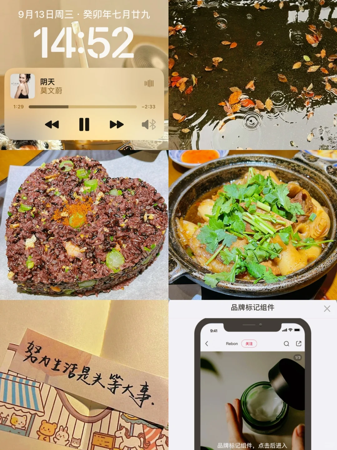🌵｜蒲公英组件有哪些❓怎么用❓👇莱