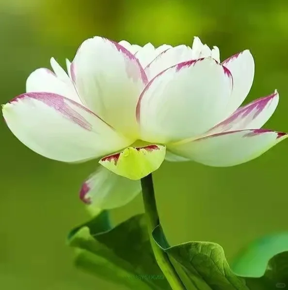 网络心理咨询的优势