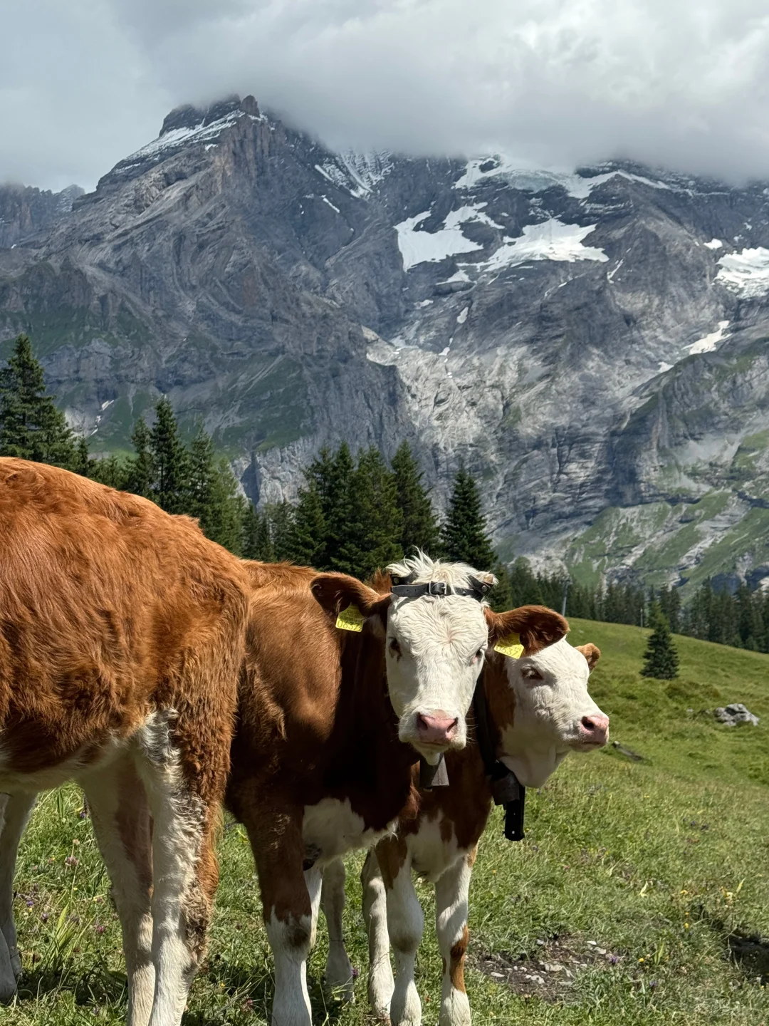 为什么没让我在安卓换iPhone之前刷到这篇😭