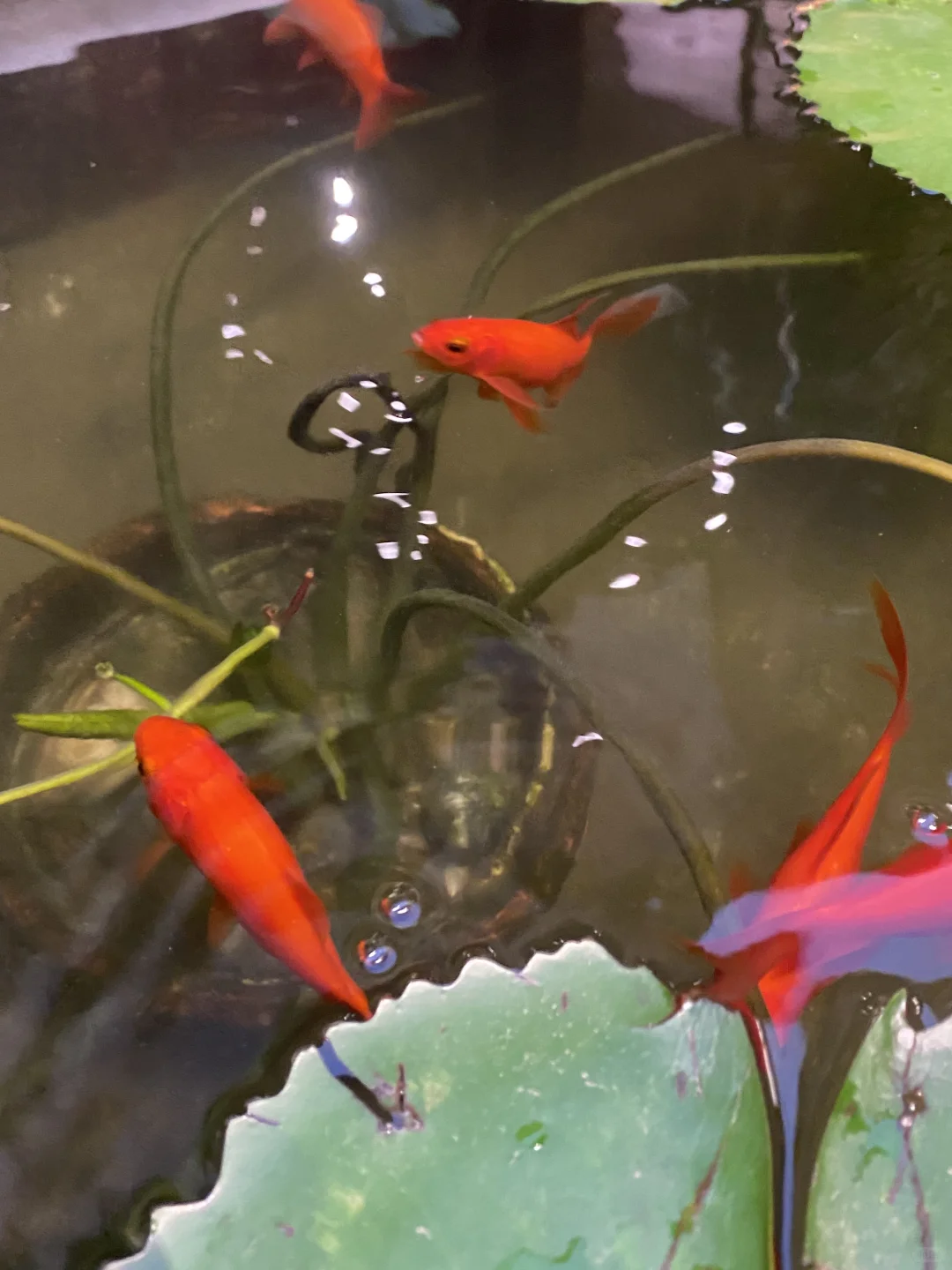 姐妹们，发现一个流量不错的抬子