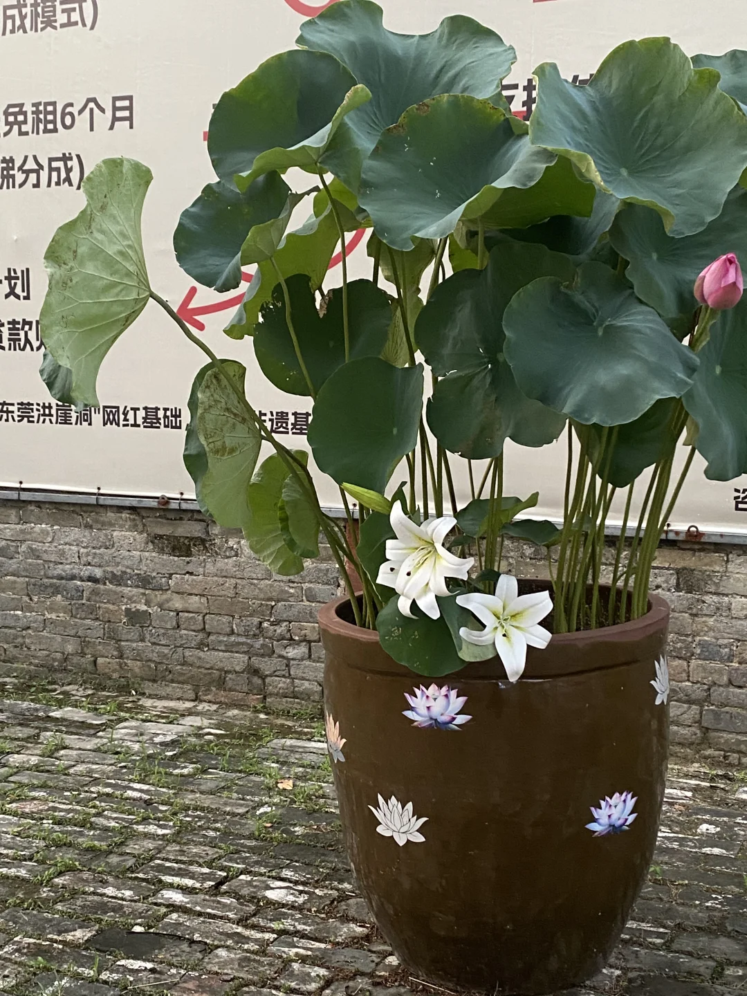 姐妹们，发现一个流量不错的抬子