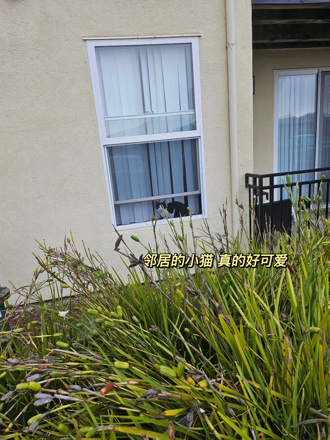 美国留学生必备app!