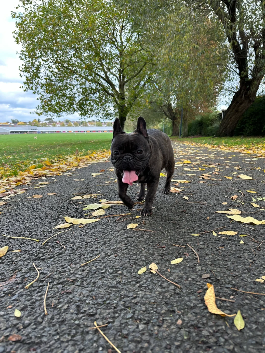 🇬🇧英区留子冬令时有福了！