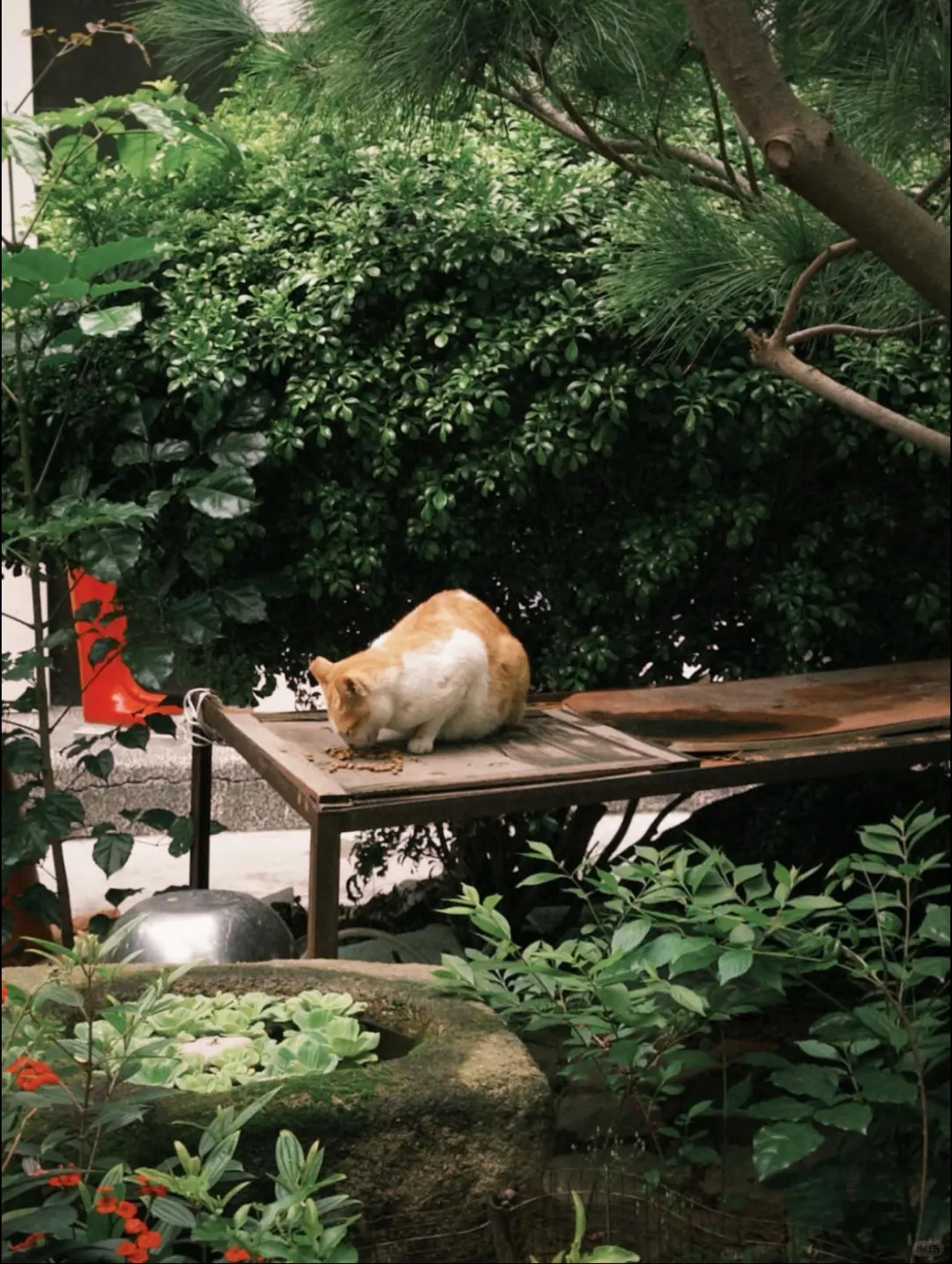 谁说Dazz会员一定要88？尊嘟不到3r搞定！