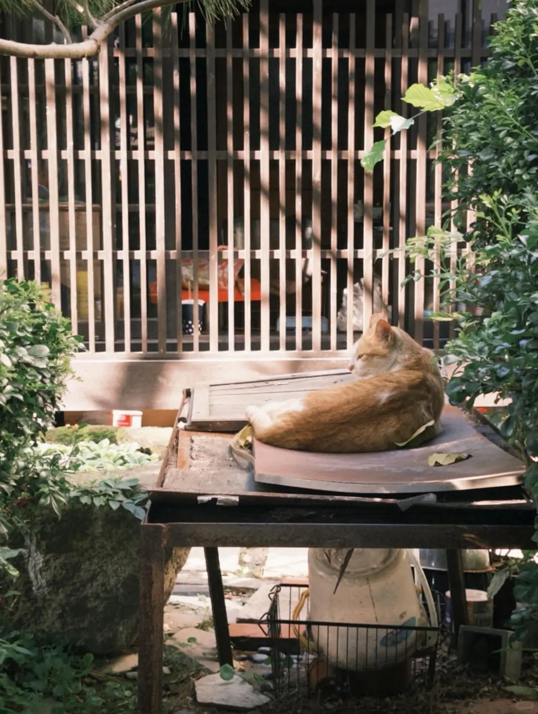 谁说Dazz会员一定要88？尊嘟不到3r搞定！