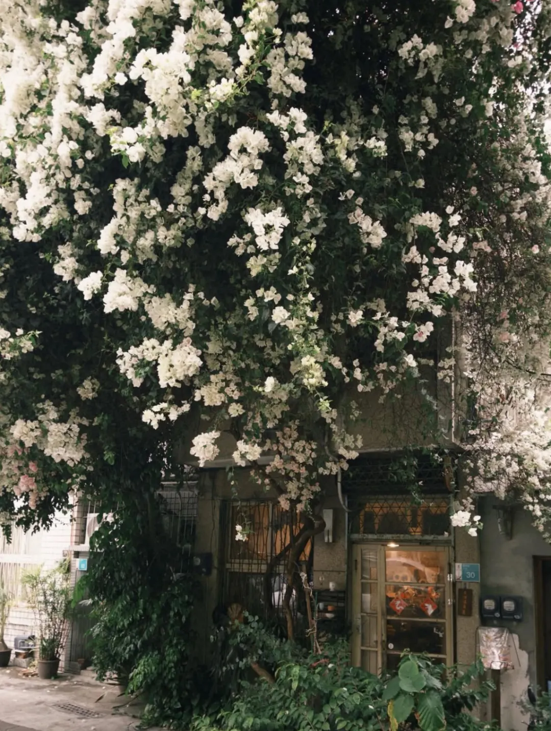 谁说Dazz会员一定要88？尊嘟不到3r搞定！