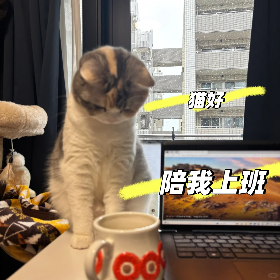 🇯🇵就活|IT咨询到底在干嘛|工作実感