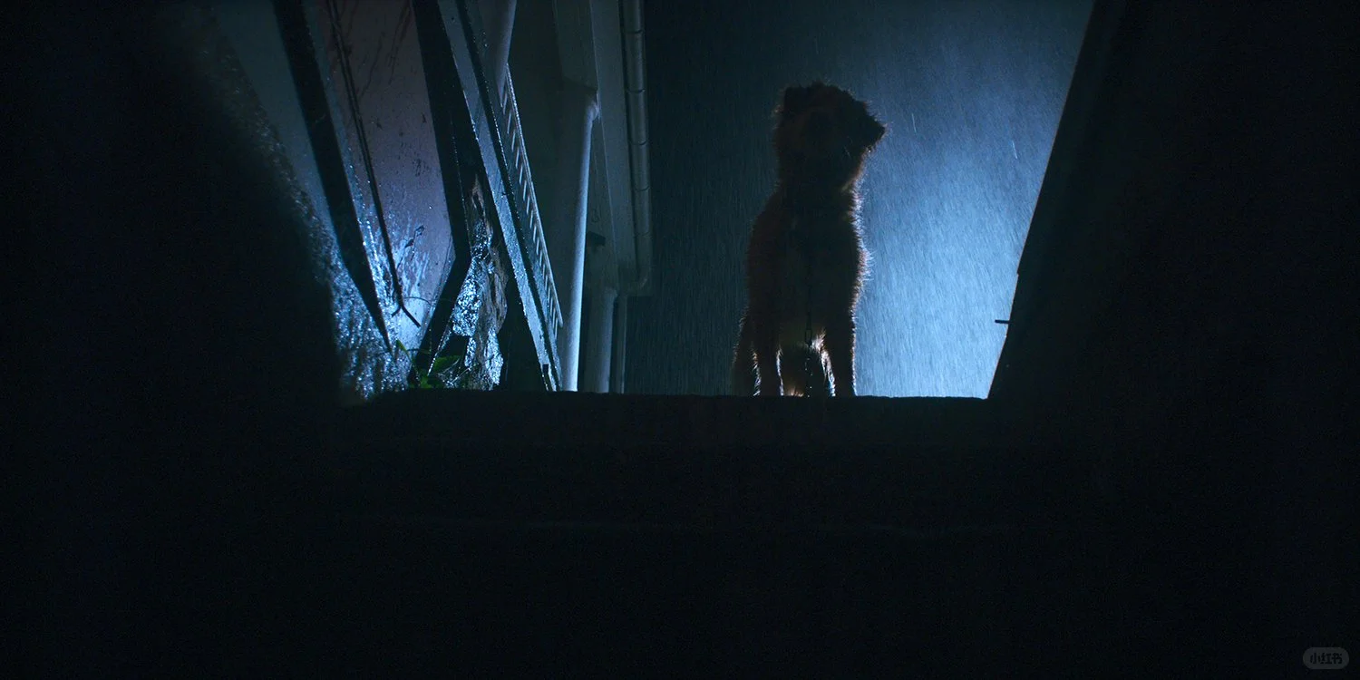 有意思，以一只小狗的视角拍的恐怖片。