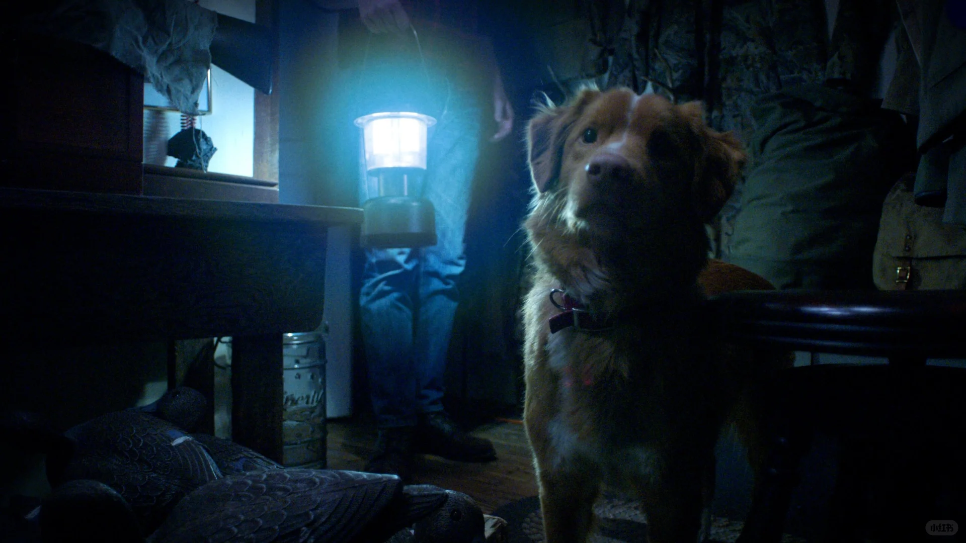 有意思，以一只小狗的视角拍的恐怖片。