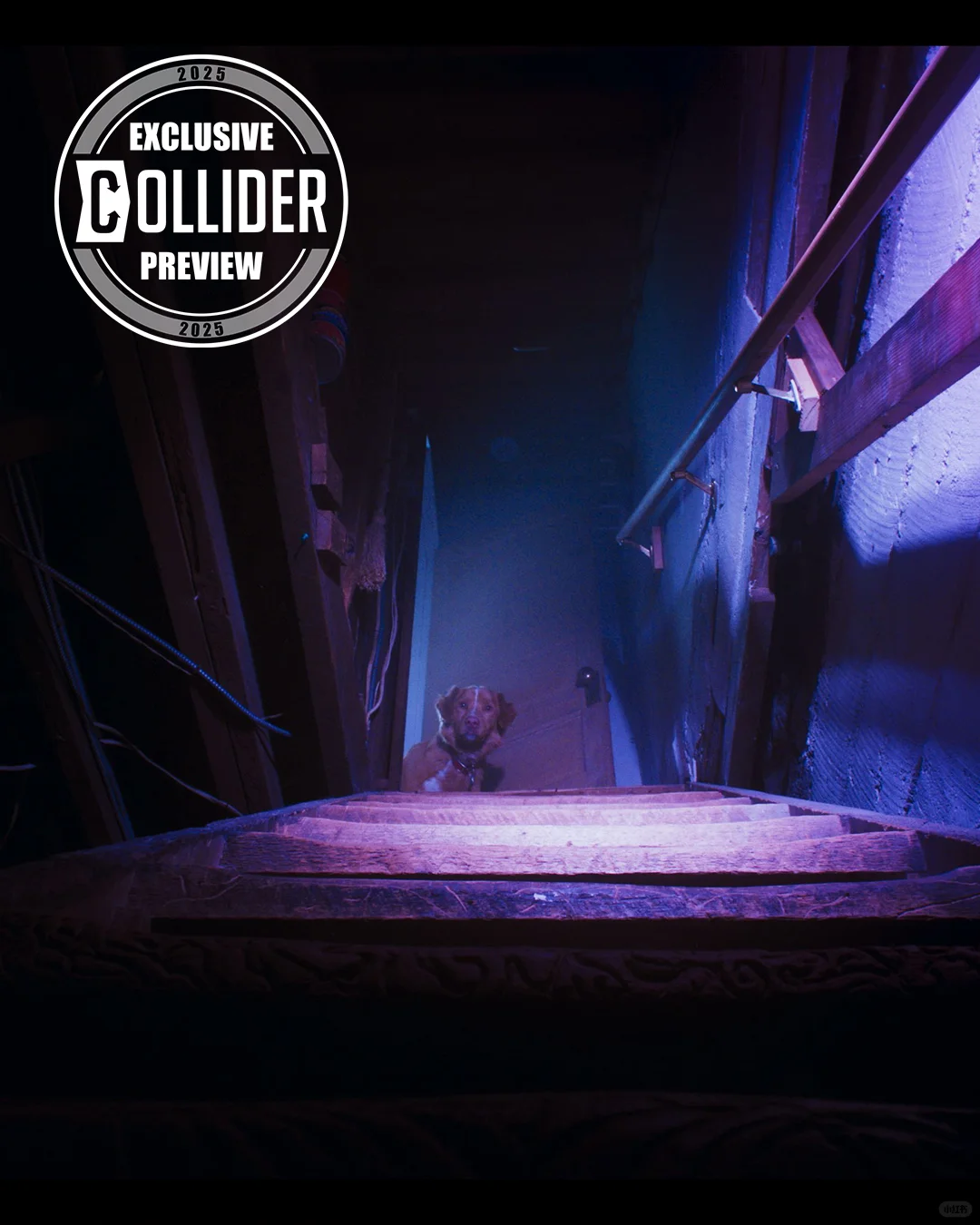 有意思，以一只小狗的视角拍的恐怖片。