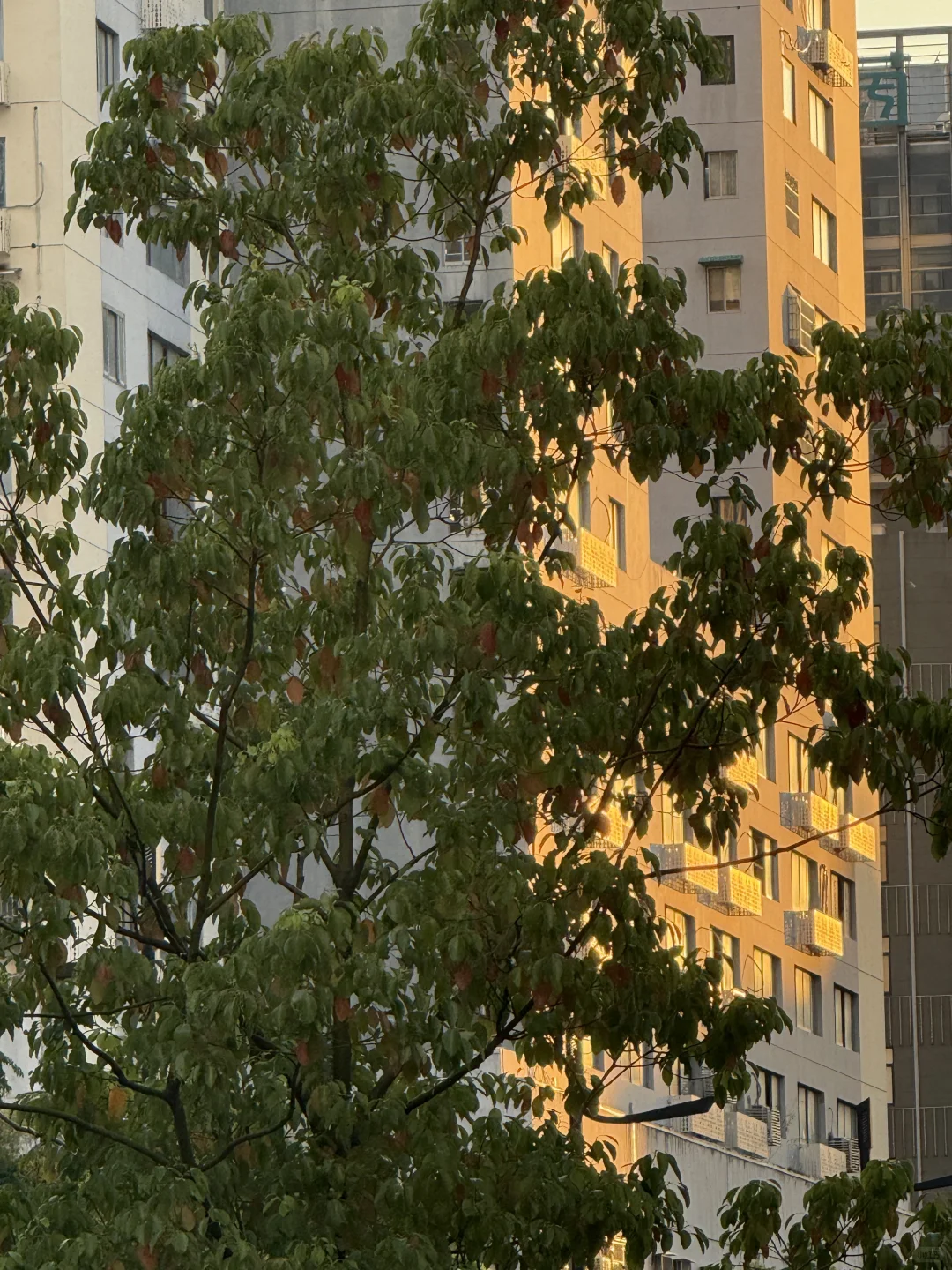 苹果手机拍照必备软件