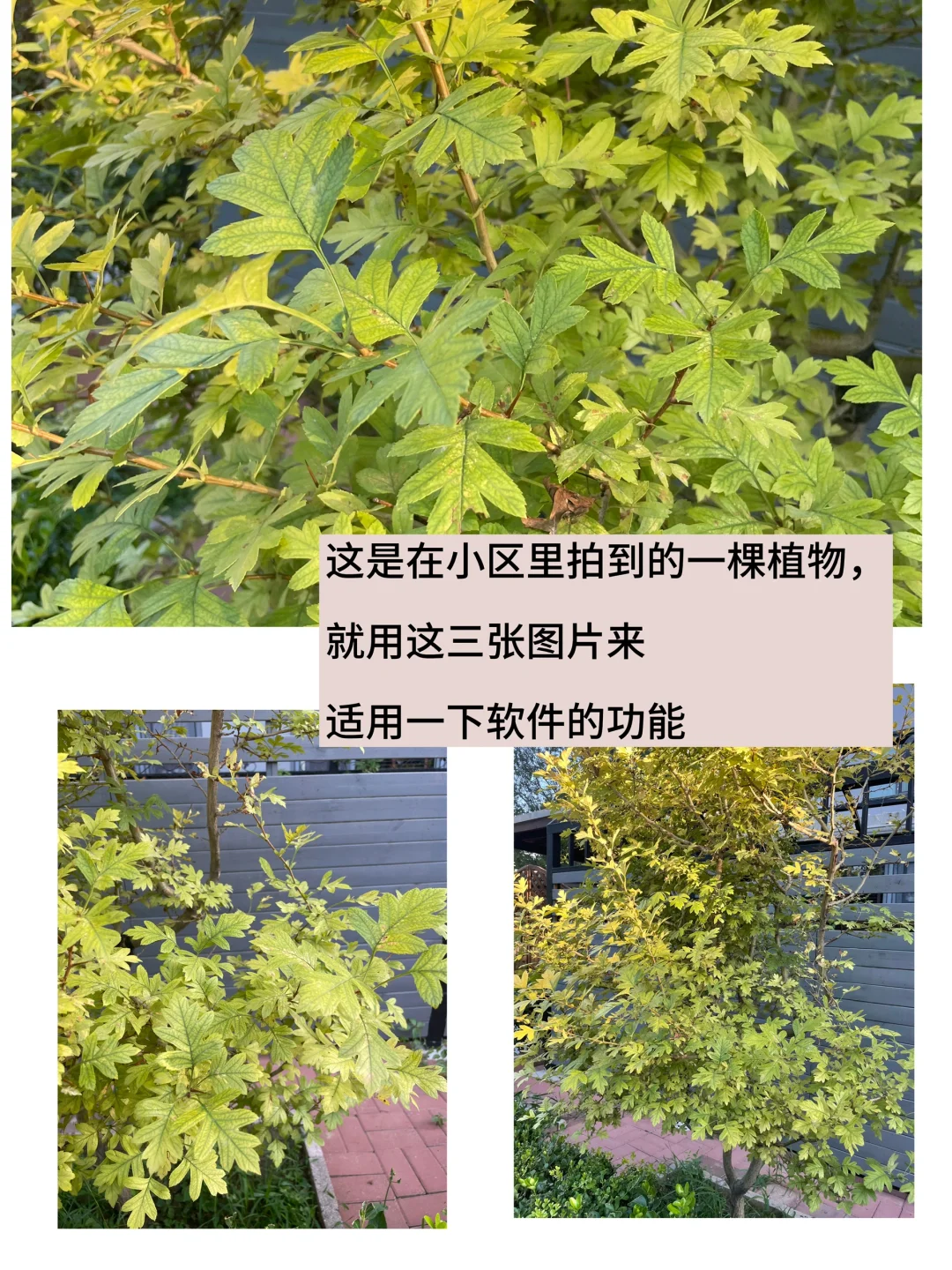 实测｜植物识别app（二）