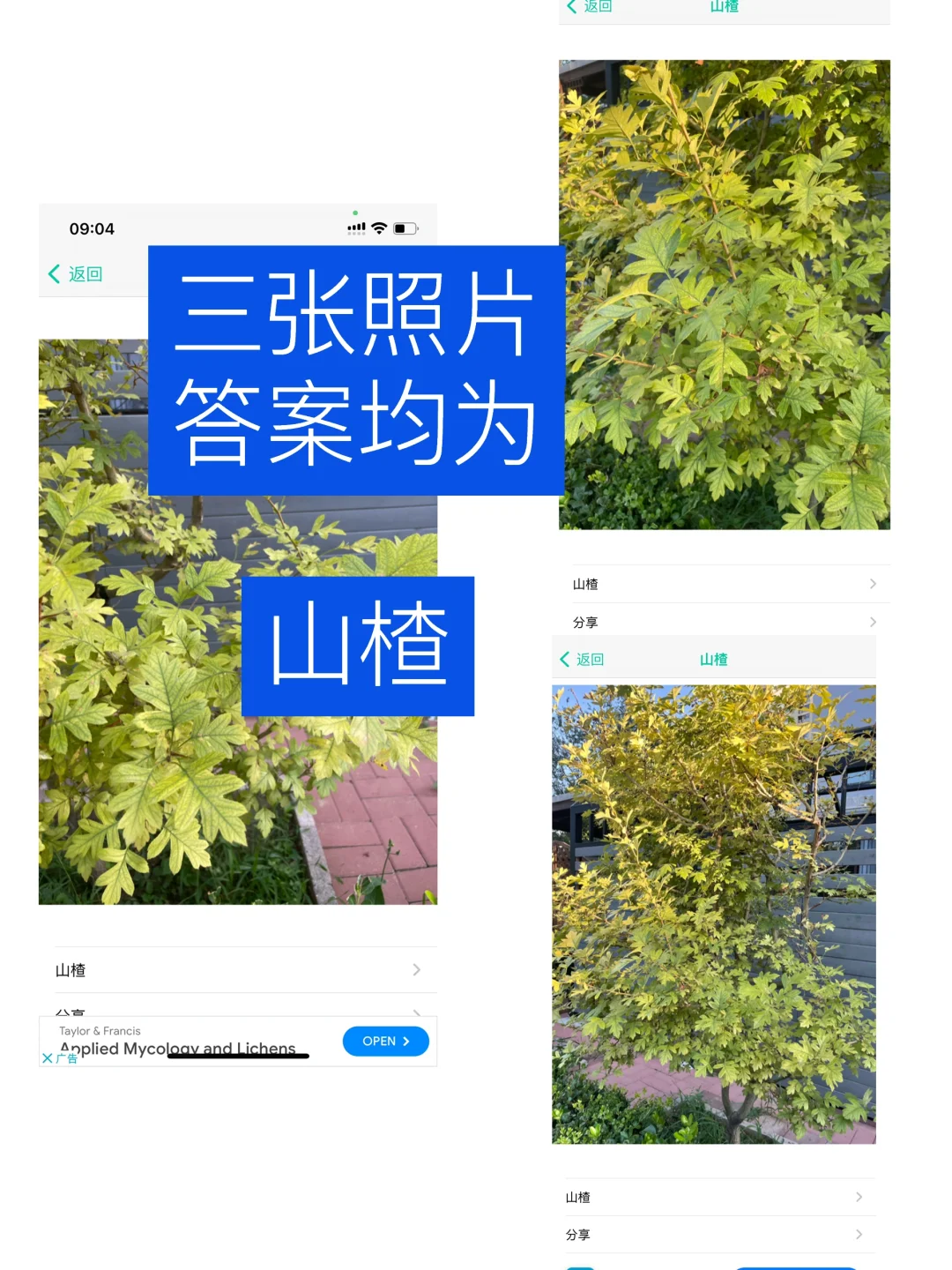 实测｜植物识别app（二）