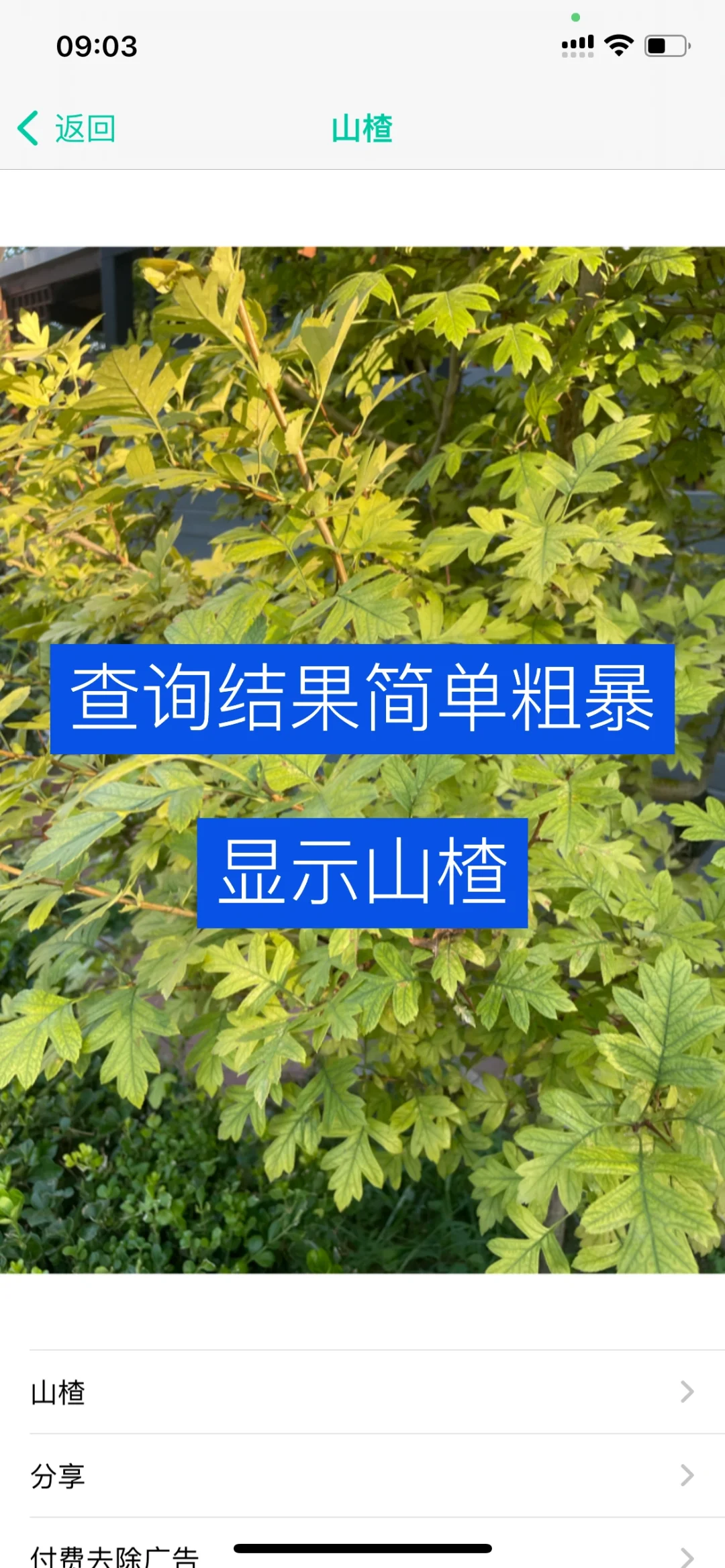实测｜植物识别app（二）