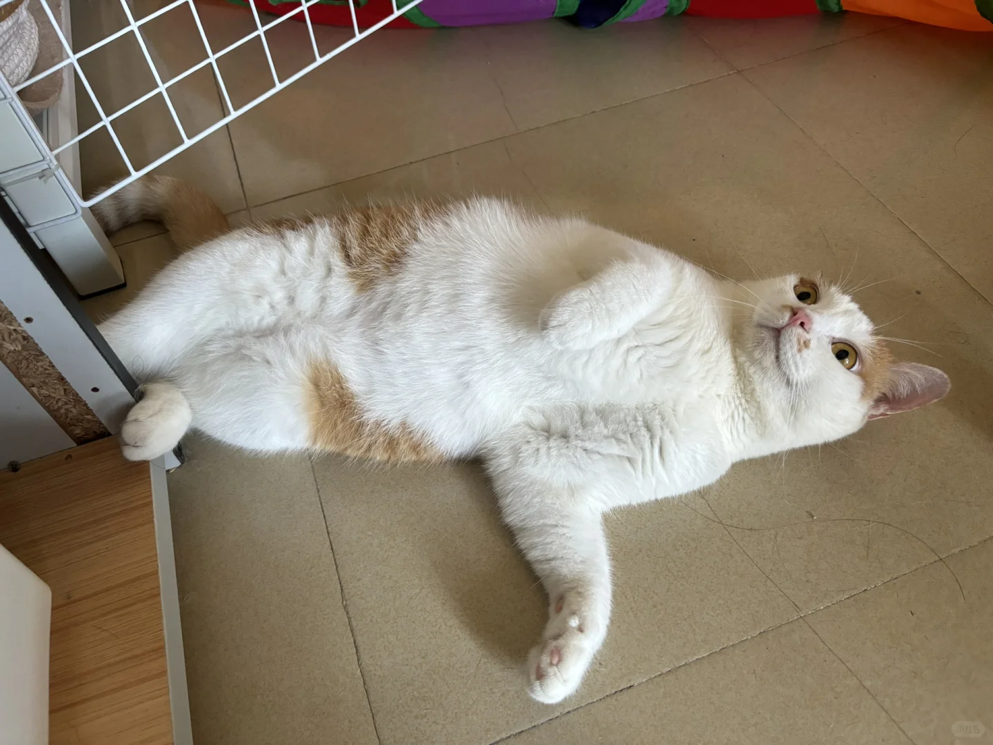 求教汽水音乐怎么赚金币？