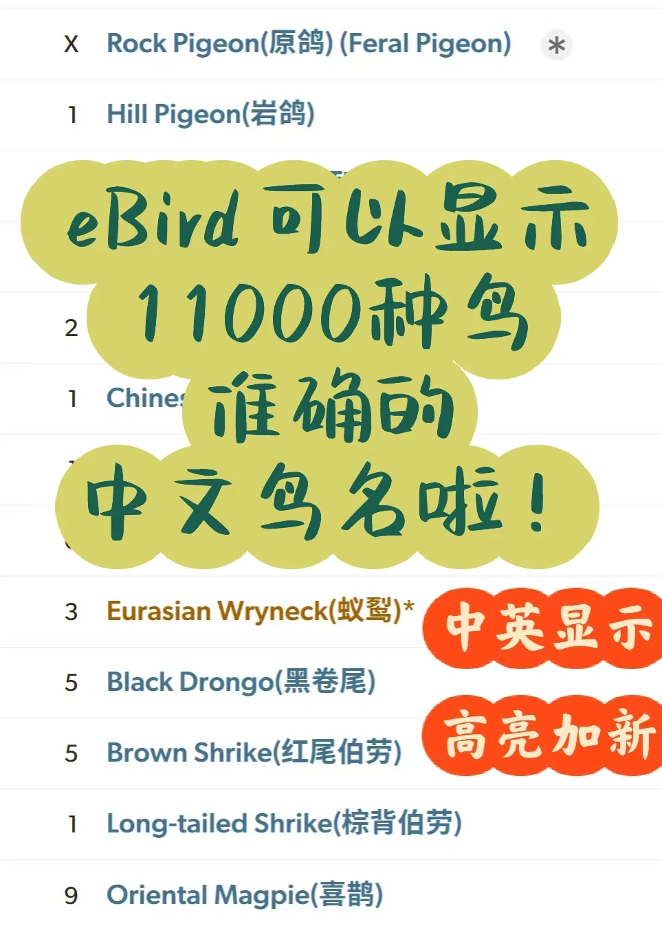 🧑‍🏫｜eBird中英文鸟名对照插件使用教程