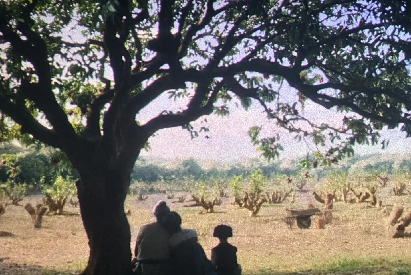 电影《长安的荔枝》很不错，赢麻了！